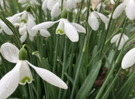 close up of snowdrops