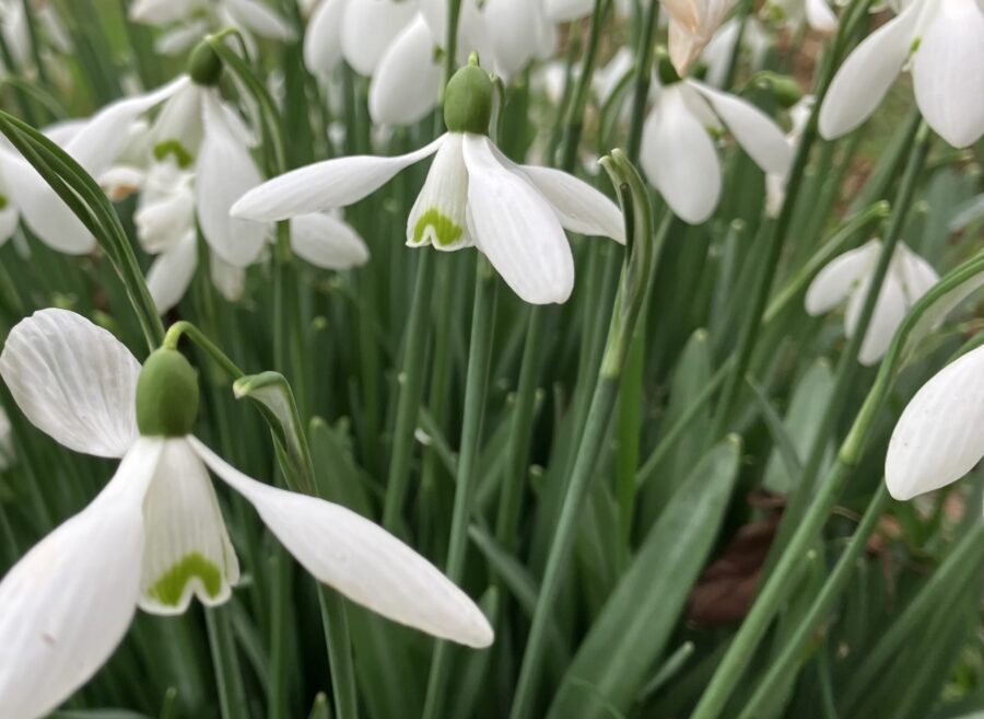 close up of snowdrops