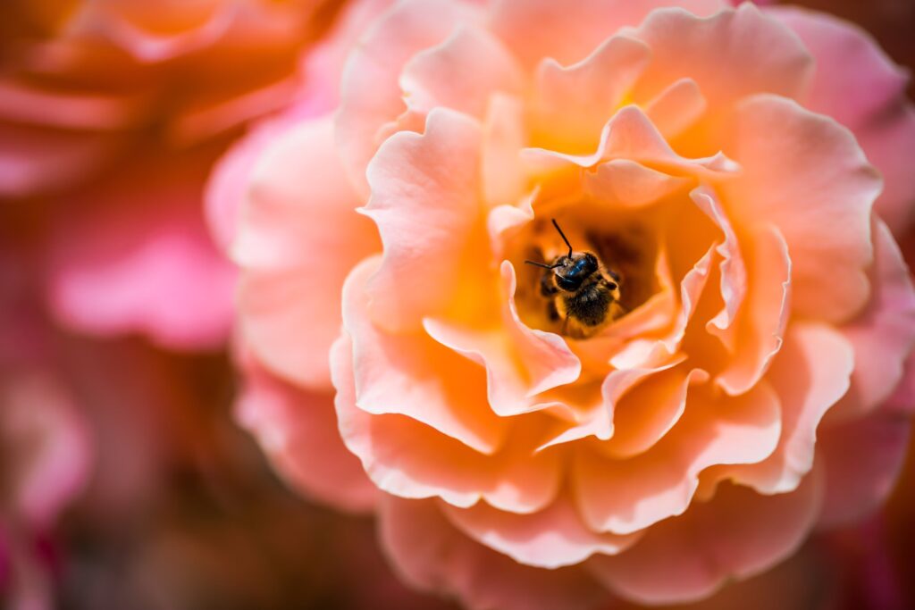 a bee emerging from an orange flower