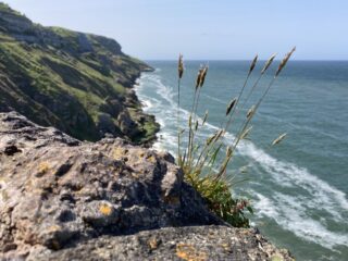 cliffside with grasses by blue sea in North Wales