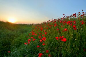 a field of poppies at sunset