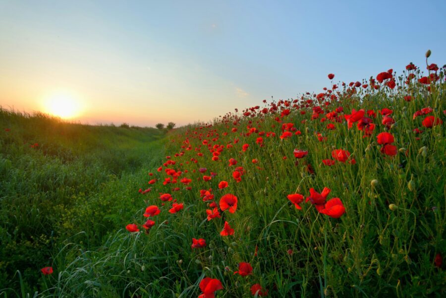 a field of poppies at sunset